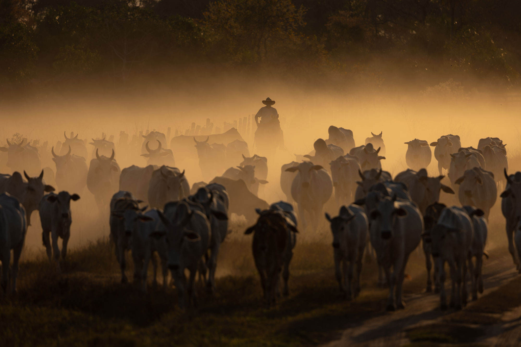 Man Gathering Cattle in Field