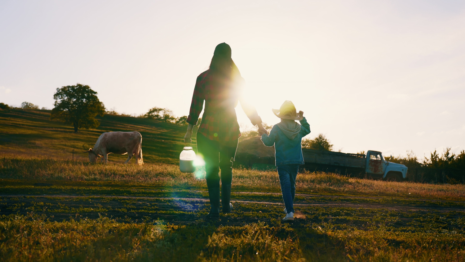 cattle grazing in green fields