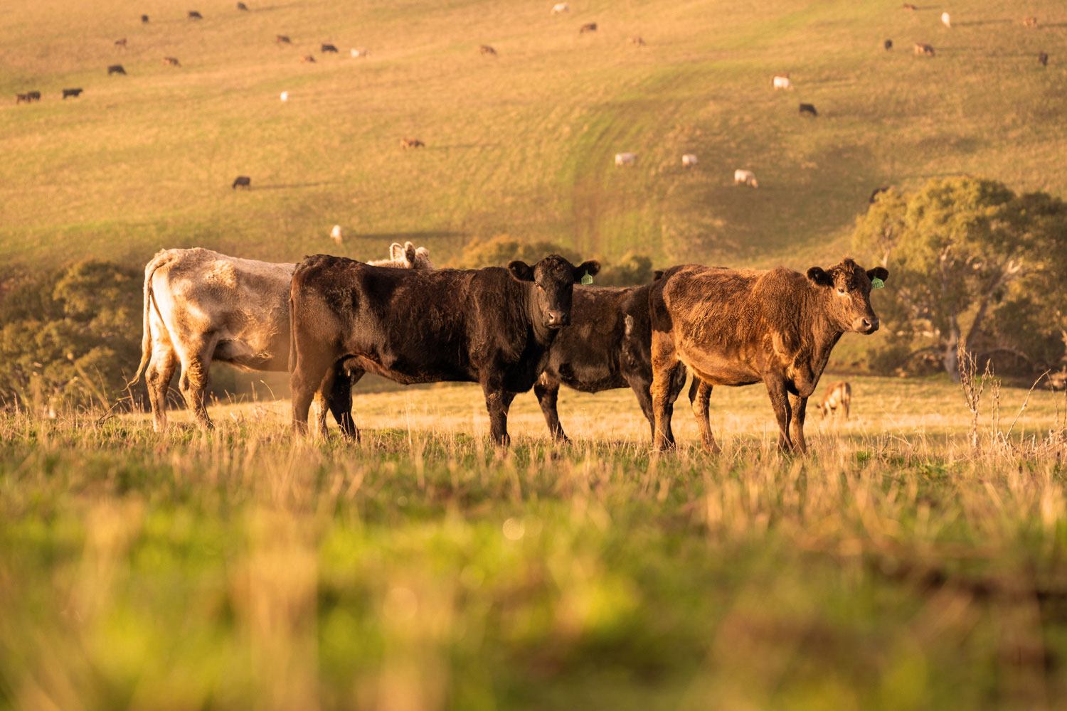 cattle grazing at US cattle ranch