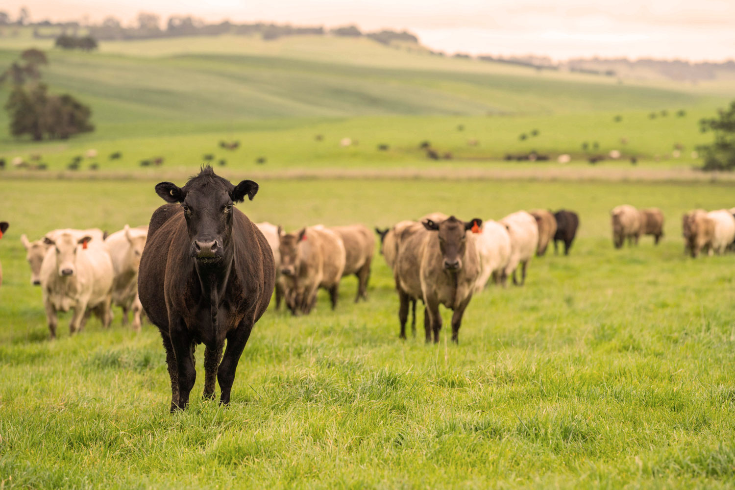cattle grazing in green fields