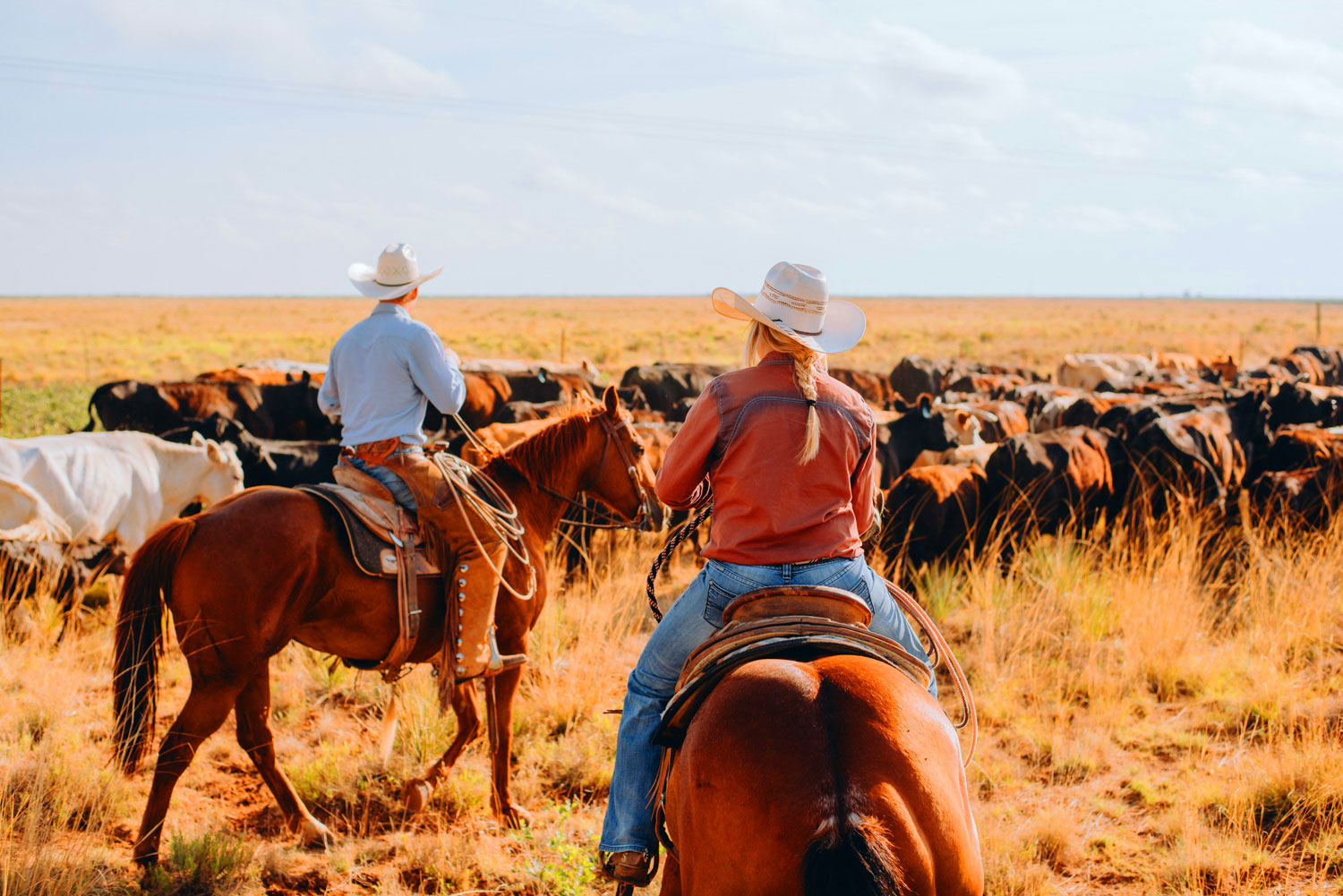cattle ranchers riding on horses